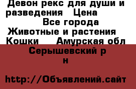 Девон рекс для души и разведения › Цена ­ 20 000 - Все города Животные и растения » Кошки   . Амурская обл.,Серышевский р-н